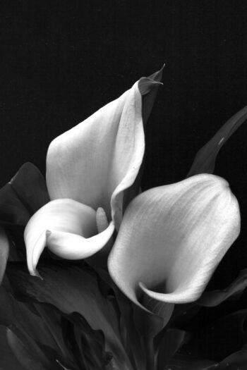 Fine Art Print – Calla